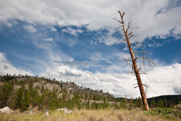 Dead pines are testament to the fires that ravage this area over the years