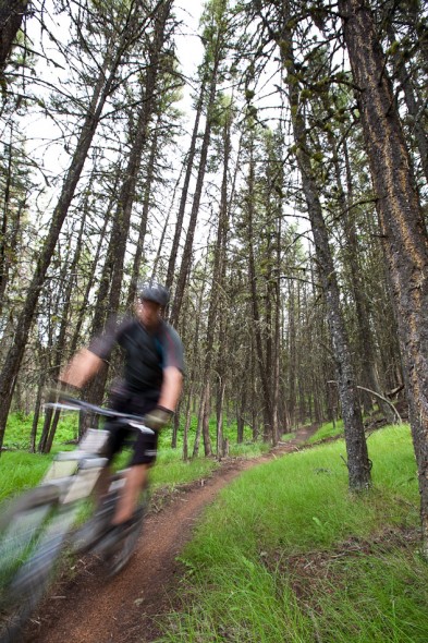 Slicing through the trees