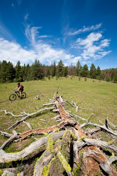 Alpine meadow, Cow Trail