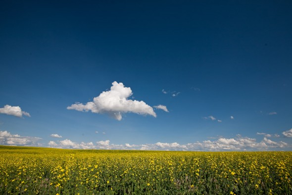 Rapeseed fields near Drumheller