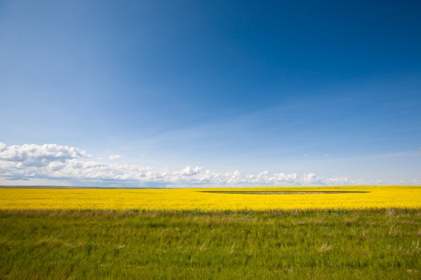 Rapeseed fields near Drumheller