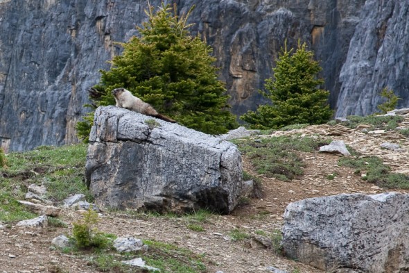 We were lucky enough to see a couple of Hoary Marmots.