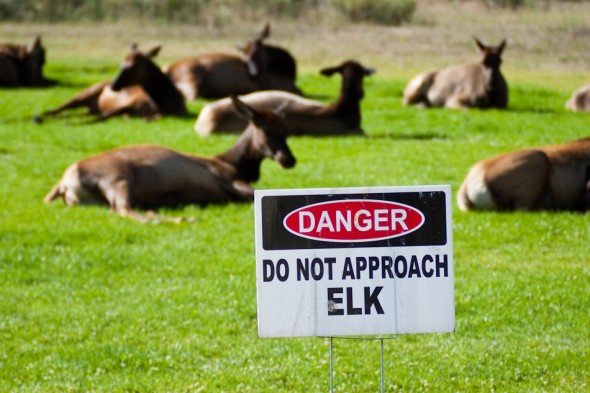 A big part of Yellowstone is the wildlife - there's tons of it: we saw bears, elk (pictured by the main street in Mammoth), bison and bighorn sheep.  