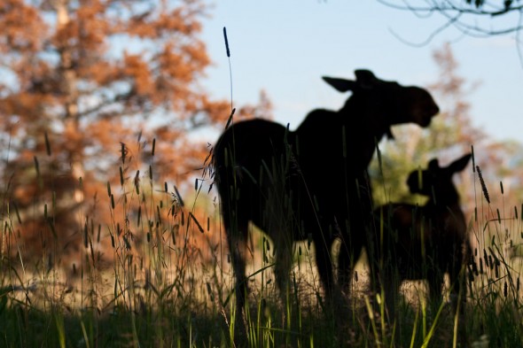 That evening we were lucky to have a couple of moose cruise through camp...