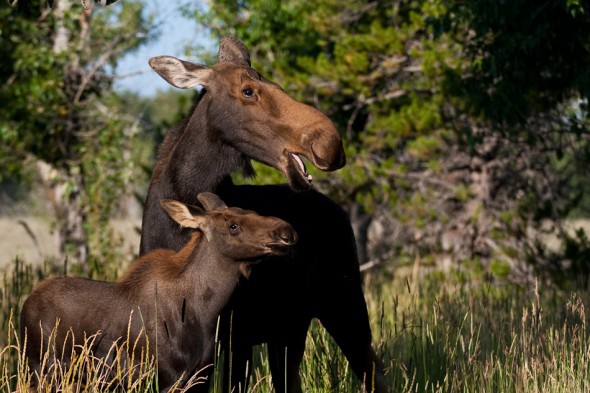 Mum and calf moose