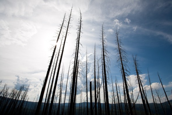 Burnt pines. New seedlings were starting to appear beneath them  