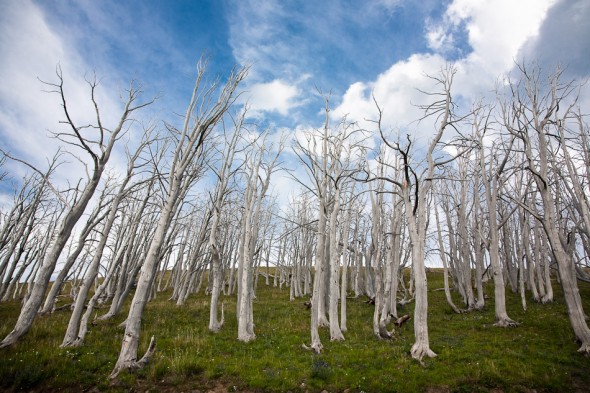 More cooked trees