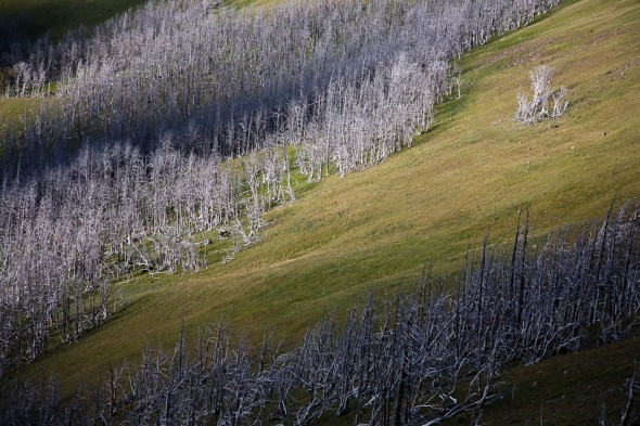 Burnt forest is a common sight in Yellowstone. There are regular fires, and in 1988 a particularly huge one devastated much of the park. It's part of the natural cycle of the forest, so in time the lodge pole and other pine species recover, but growths of other types of trees that don't sustain fire stand as a eerie record. 