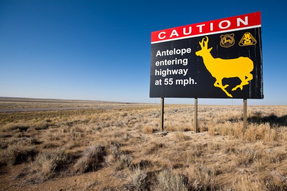 Watch out for speeding pronghorns!