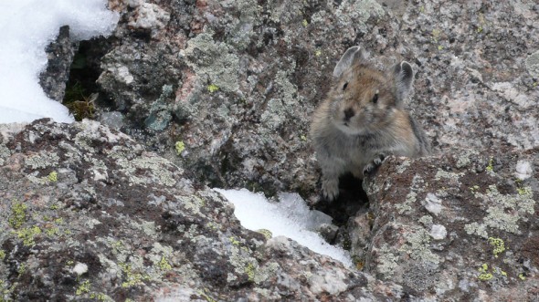 We were stoked to meet this guy, Mr Pika, on the convoluted snow-covered descent (6 abseils and some snowy scrambling) 