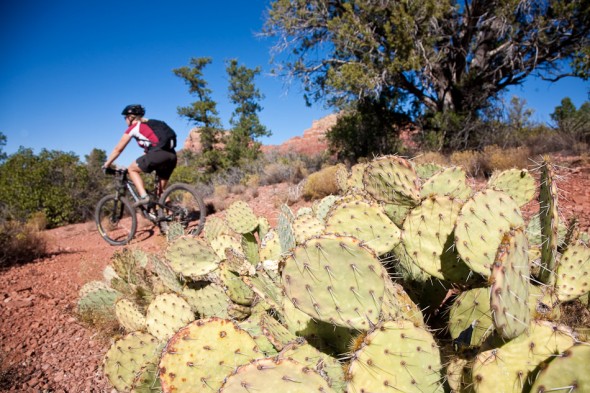 Riding among the prickly pear on the Llama trail. Sedona, AZ