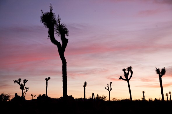 Joshua trees at sunset