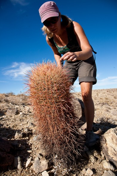 Fat cactus, 49 Palms 