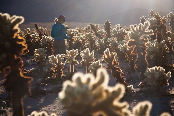 Cholla cactus forest