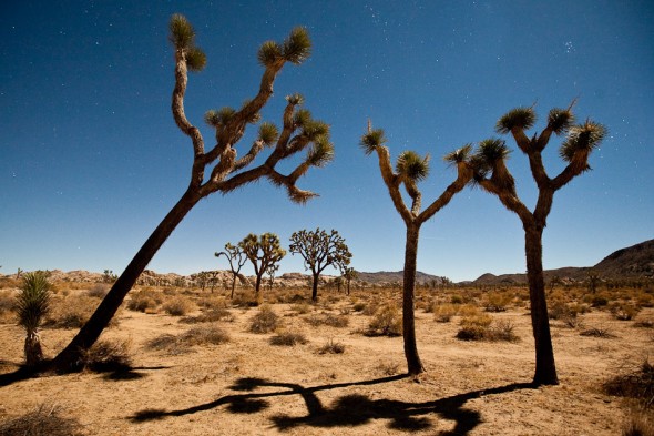 Joshua Trees by moonlight