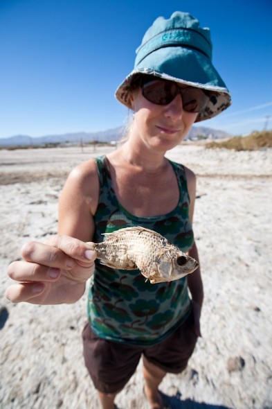 One of about 10 million dead fish on the beach at the Salton Sea