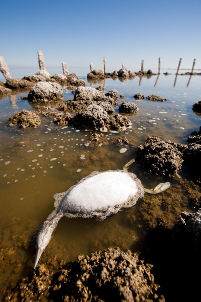 Dead grebe in the Salton Sea 