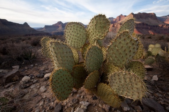 Prickly Pear at Plateau Point