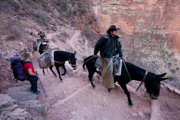 Getting passed by mule train back near the rim on day three. Mules are used to carry supplies in and out of Phantom Ranch (Bright Angel Canyon) as well as tourists who don't want to walk...