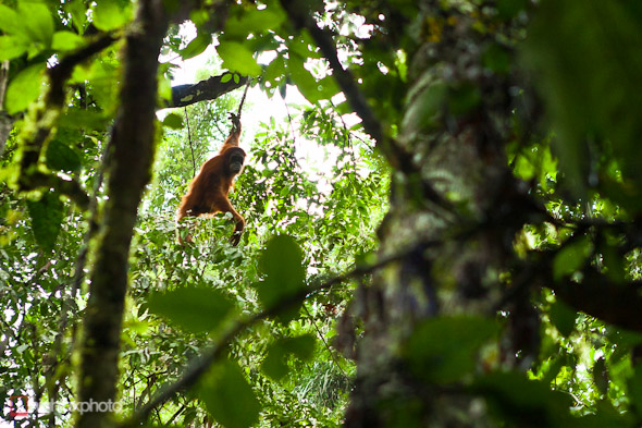 In Search of Orangutans: Takengon &#8211; Ketambe, Highlux Photography
