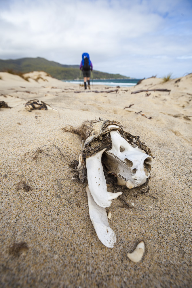 Seal(?) skeleton on Smoky Beach.