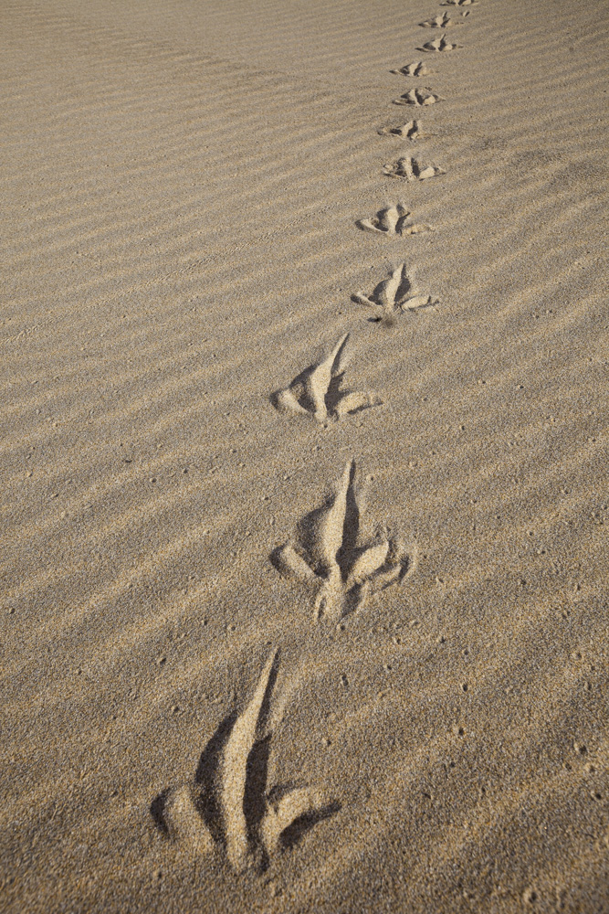 Kiwi footprints. West Ruggedy.