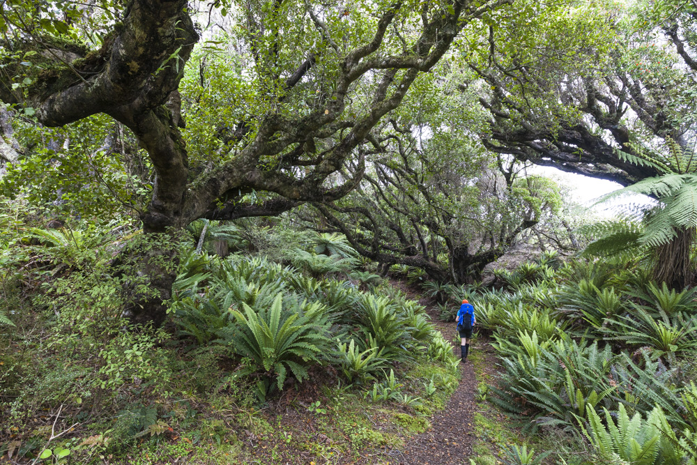 The forest along the ridge line as you approach Big Hellfire Hut is particularly enchanting.