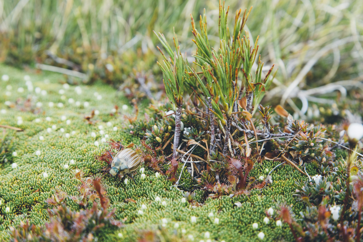 Dracophyllum, sun dew, beetle and other spiky stuff.