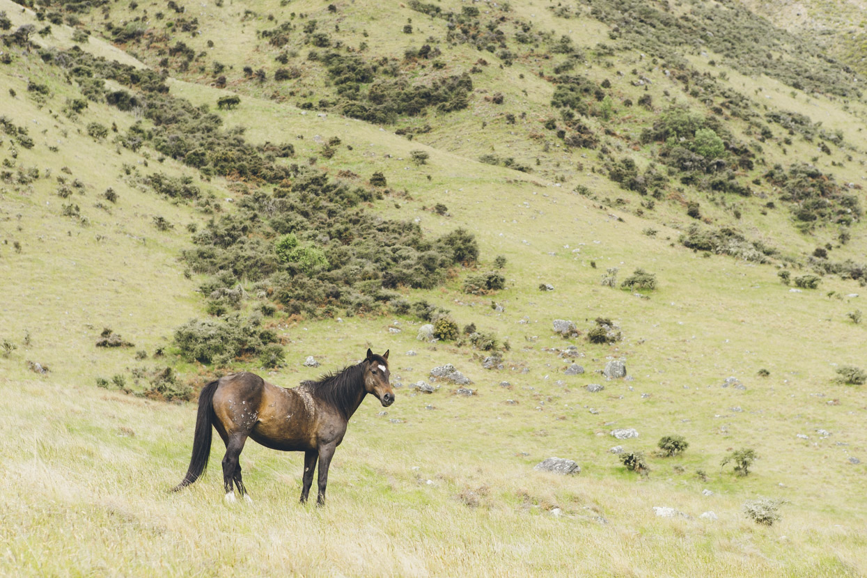 We saw several wild horses.