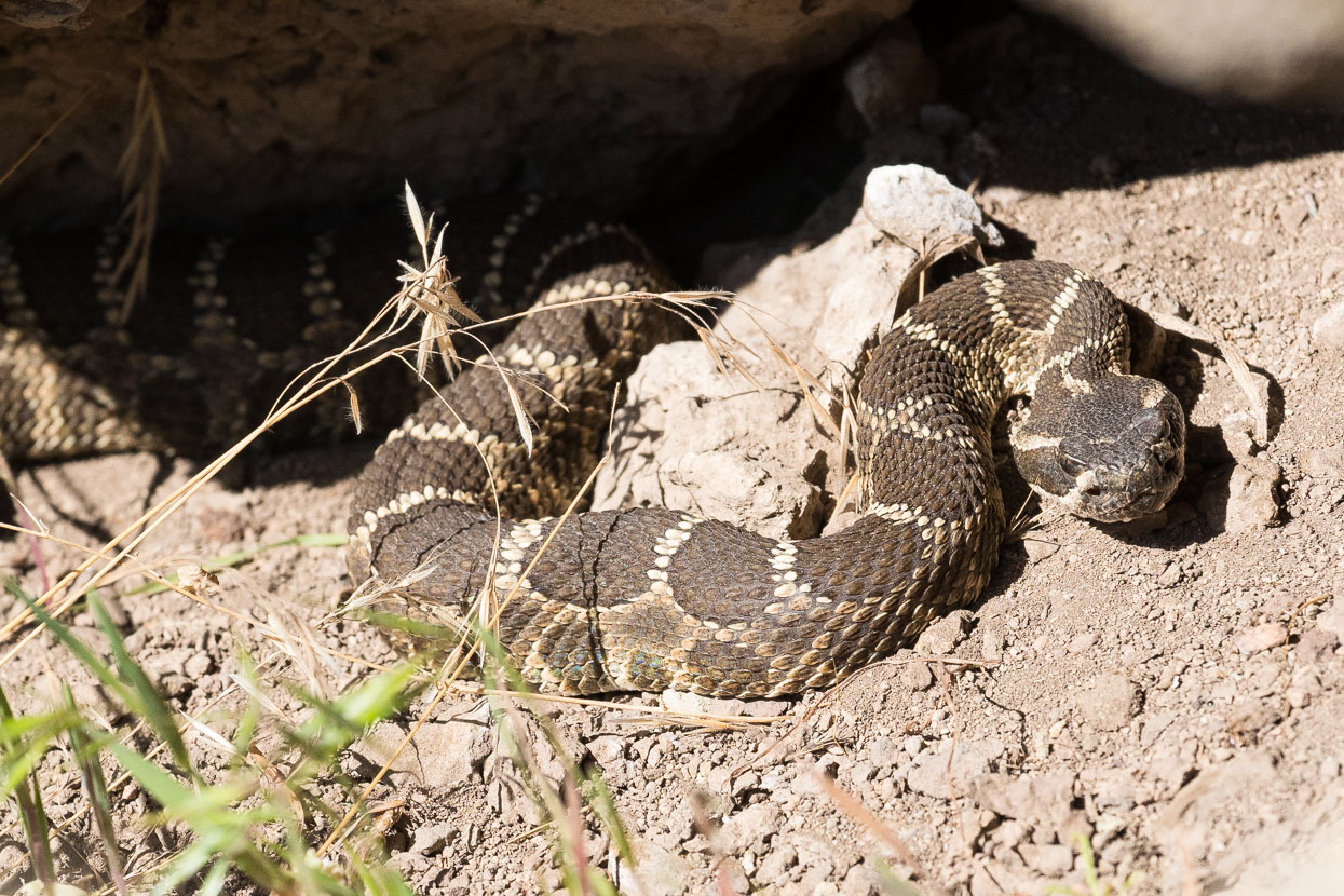 Snake spotting was a novelty for us Kiwis, with a sighting most days. This rattler was spotted tucked under rocks just as I was setting my bag down at the base of the crag. Otters, yellow bellied marmots and abundant birdlife make the park popular for wildlife spotters and American bald eagles were seen often.