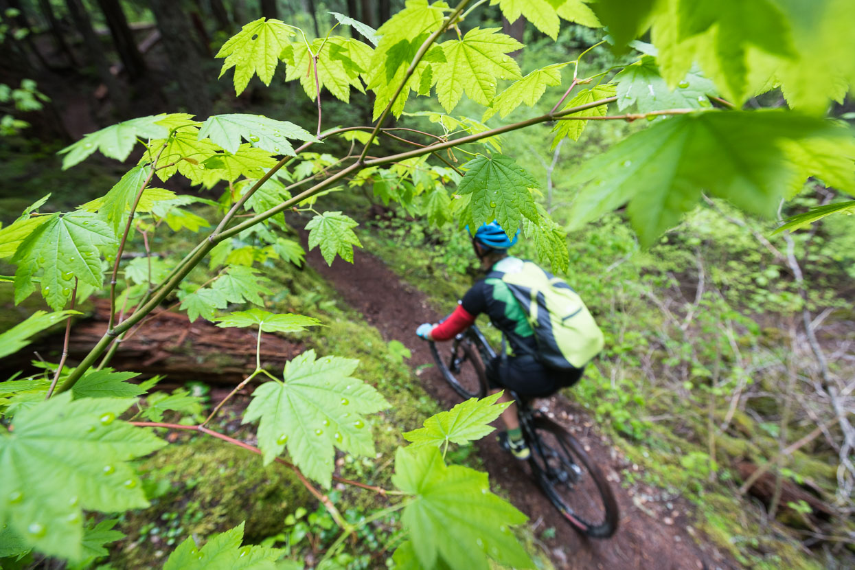 It seems to rain constantly in this part of the world on the edge of the Cascades and consequently the forest is lush in a way that reminded us of NZ's west coast. Spring growth gave it an extra vibrance.