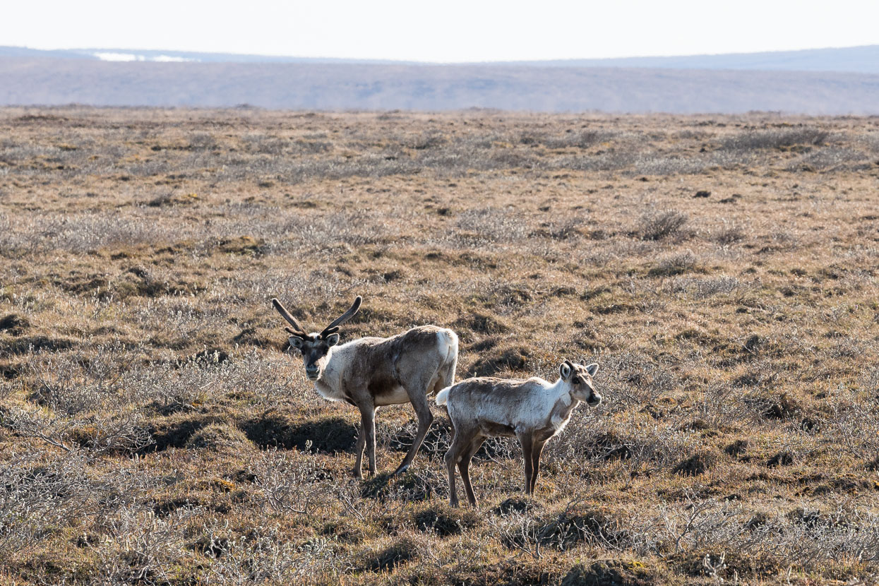 Lucky to spot caribou on the roadside.