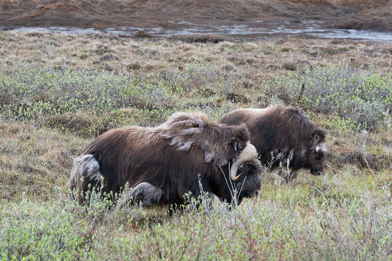 Muskox were a treat to see on the second day.