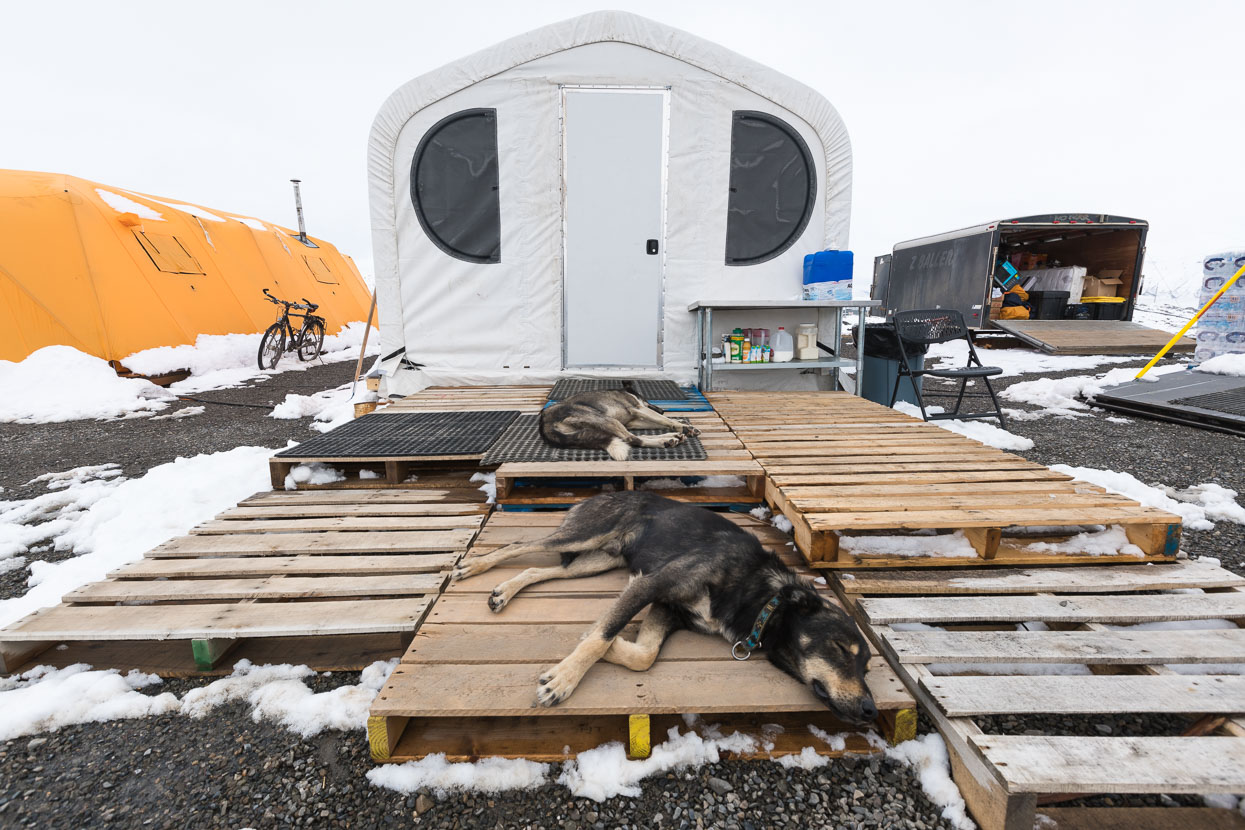 The camp is designed for Arctic comfort: insulated tents, oil-heating and designed to withstand snow and storms. Thom's Alaskan huskies are great company too, when they're not catching z's.