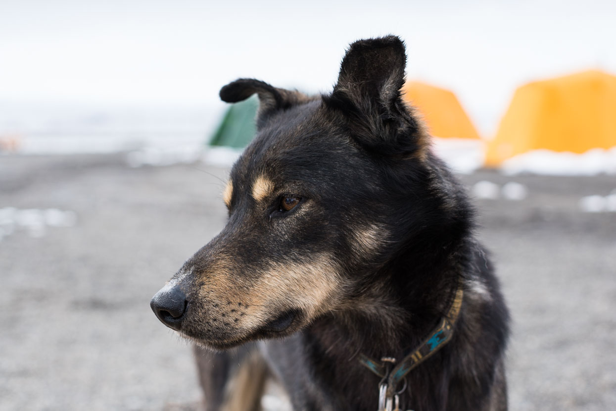 Giant, the Alaskan husky.