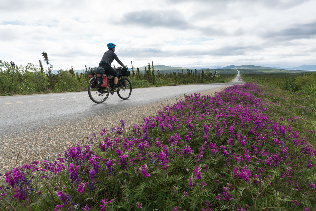 We took a couple of shorter 60-70km days out of Coldfoot to take it easier on my achilles, lupines sometimes adding colour to the now constant green either side of us.