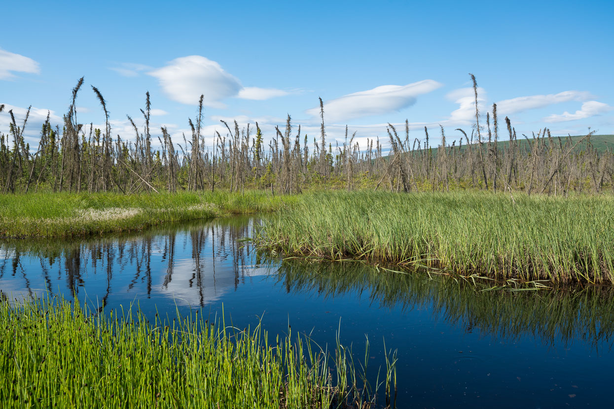 Swampy lowlands en route to the Yukon.