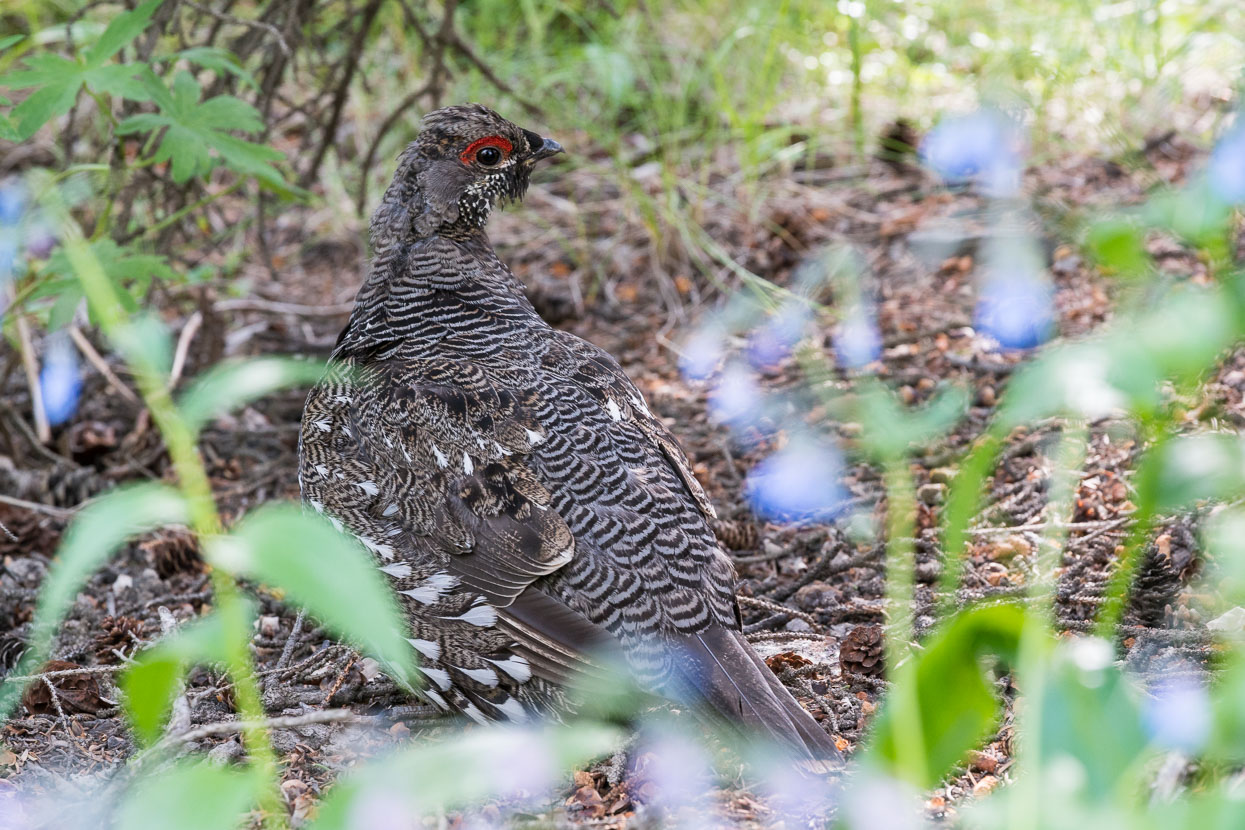 We didn't score many points in the animal spotting game during the ride in, but did see a ptarmigan (male) once we got to camp for the night. He had me crawling around on my arms and knees for a while, even to get this shot.