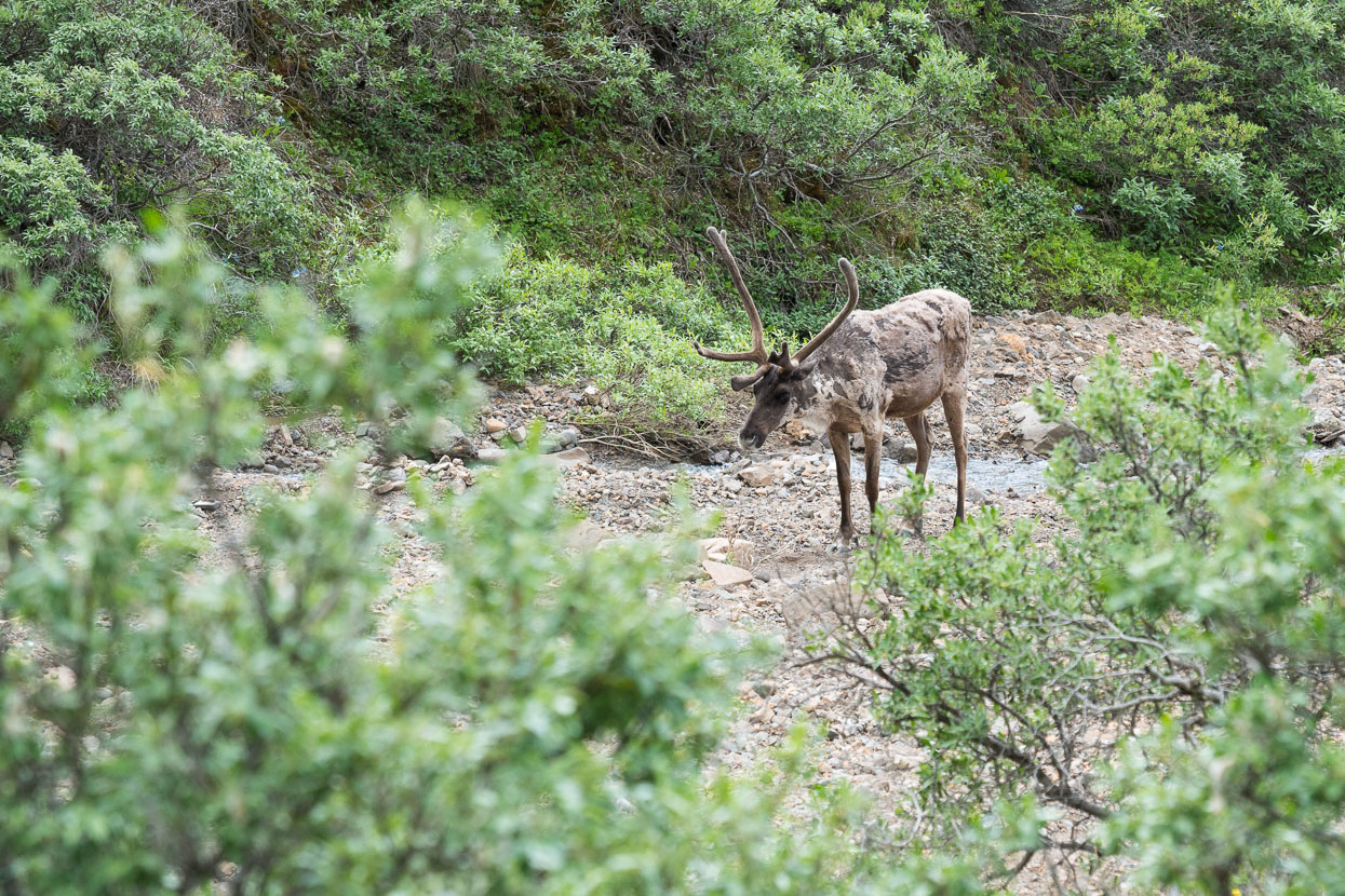 We saw a few caribou near the road and larger herds in the distance.