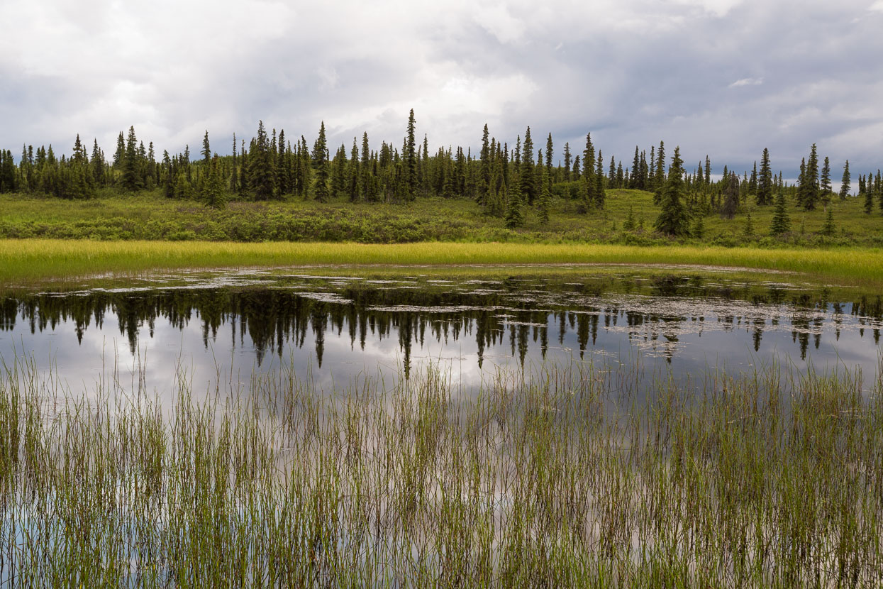 Tarn near Wonder Lake campground. We didn't see much of Wonder Lake, instead hightailing it to the campground hoping for a free site. We got lucky, but rain and cloud obscured any possible views of 'The High One'.