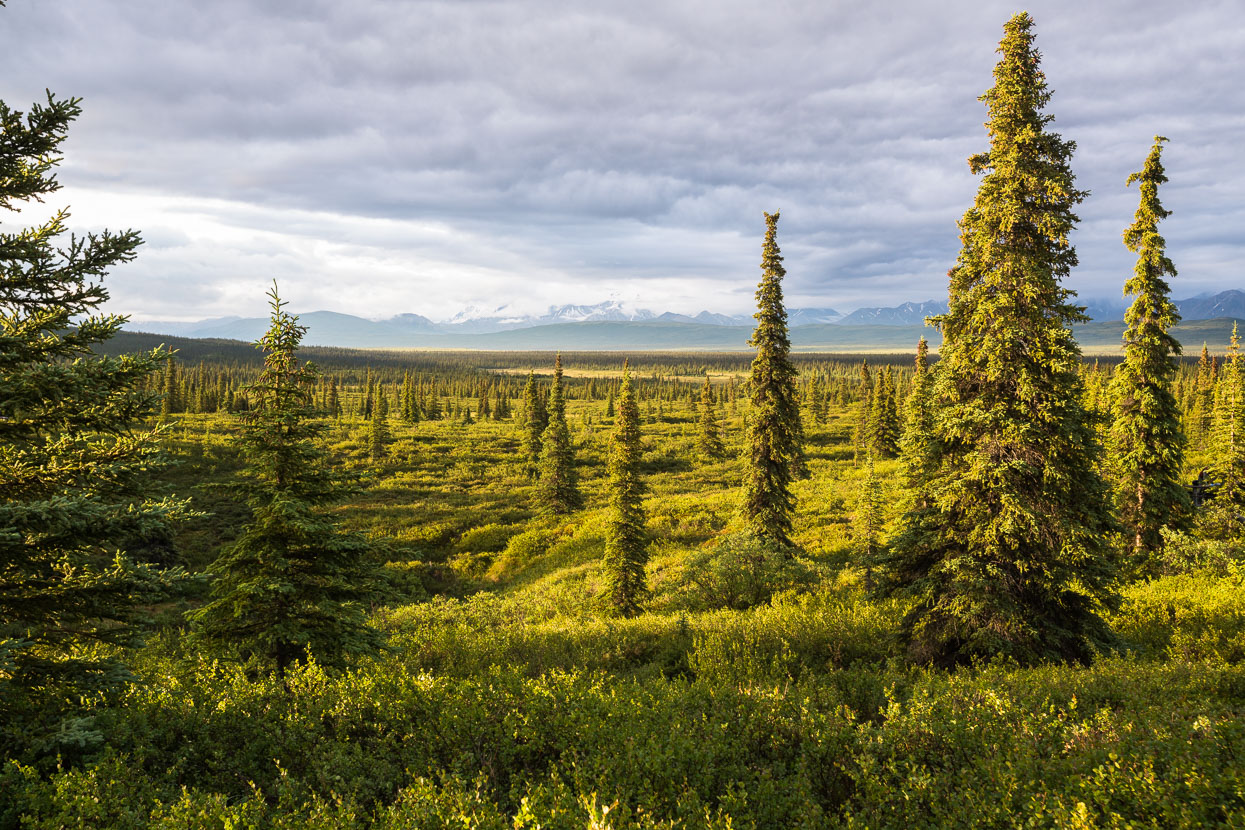 Stunted spruce trees and the distant ranges seen across the massive valley of the McKinley River.