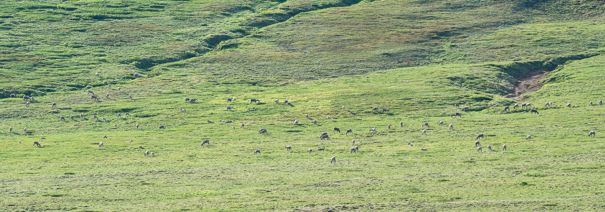 Caribou herd scattered on the mountain slopes.