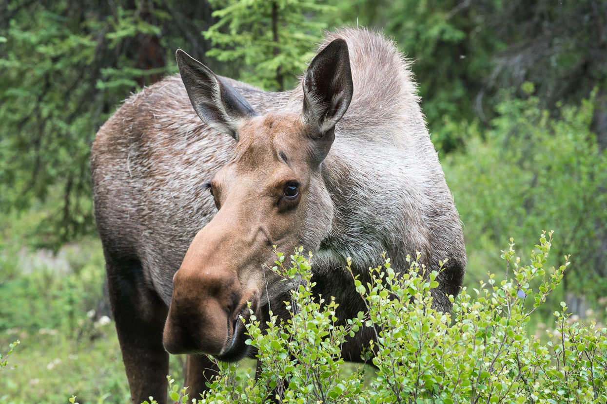 A lucky, close up female moose sighting near the park entrance.