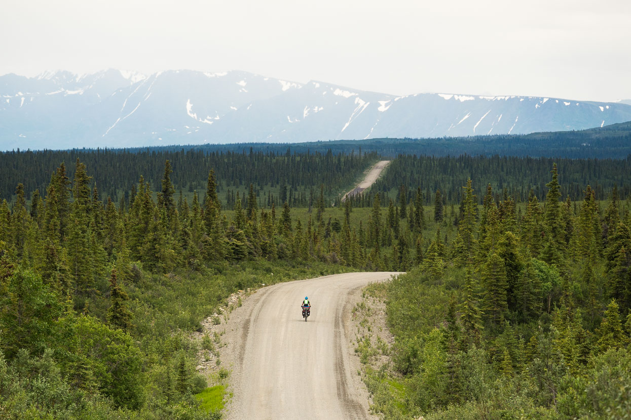 A rolling raod through the spruce trees.