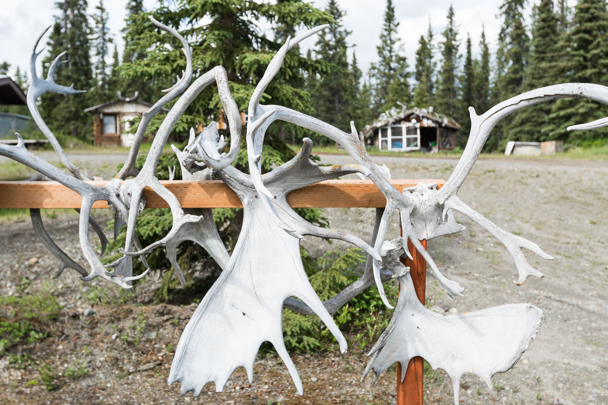 We've seen few animals from the road so far in Alaska. Disappointingly few. Antlers, skins, furs and examples of the local taxidermist's skill are abundant though - making us wonder if there are actually any animals left alive within 20 miles of the road.