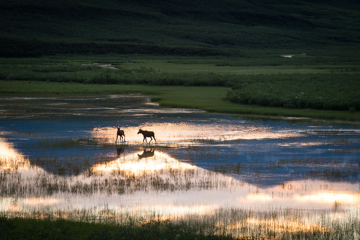 While we sat on a hill above camp two moose came and danced across a shallow lake nearby – they seemed to be enjoying the evening light as much as we were.