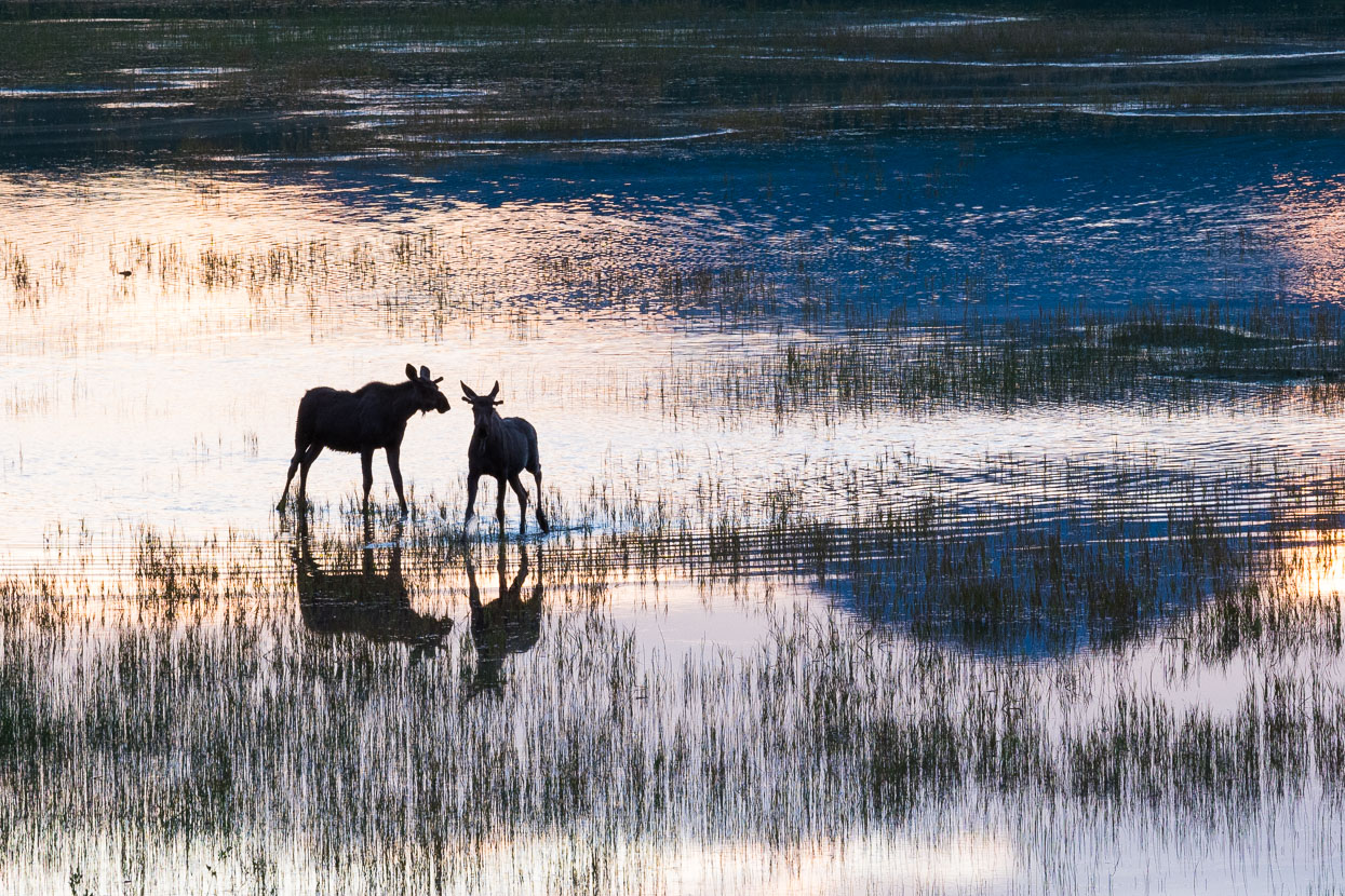 Until startled – at which point they galloped back across the lake to the cover of the scrub.