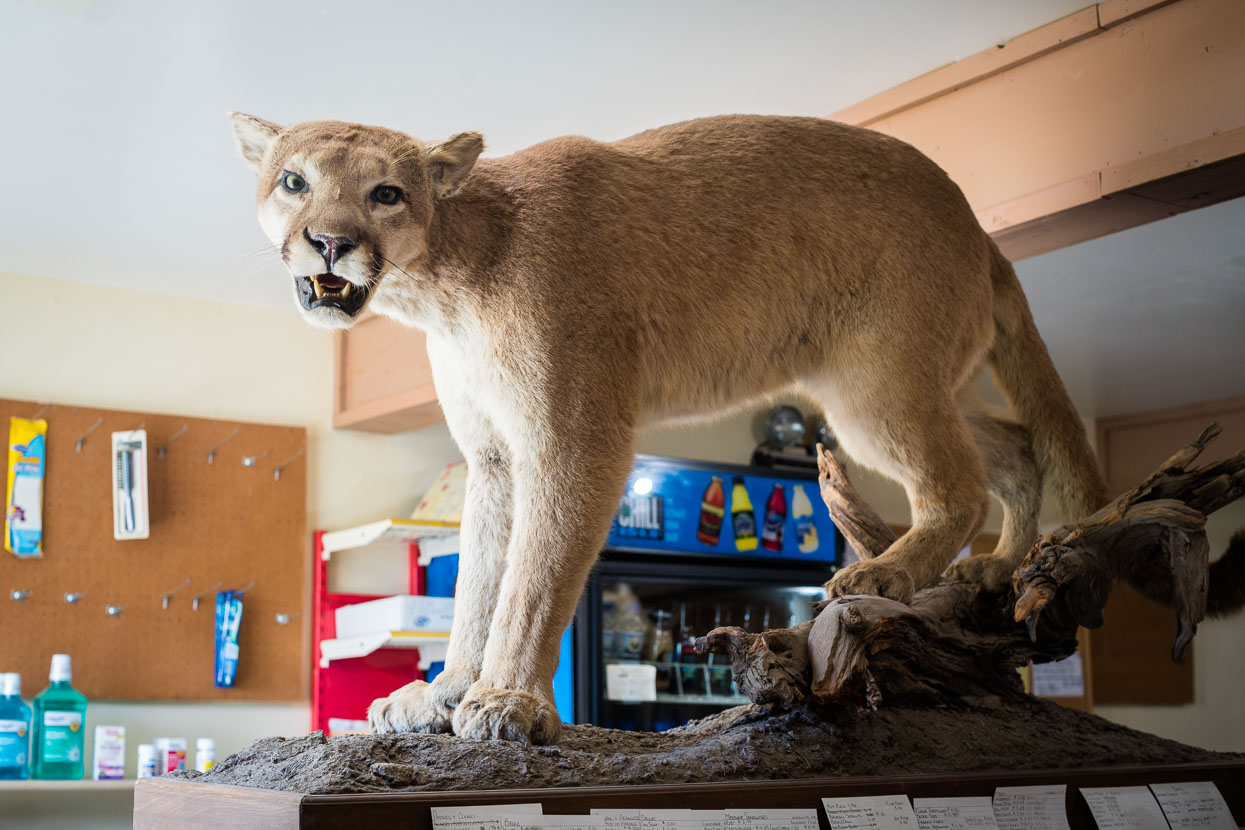 The Midway was decorated with examples of the owners' hunting prowess (some by bow and arrow). One fur was from a large bear that lingered in the area too long, becoming a potential hazard – and was consequently shot just outside the roadhouse.