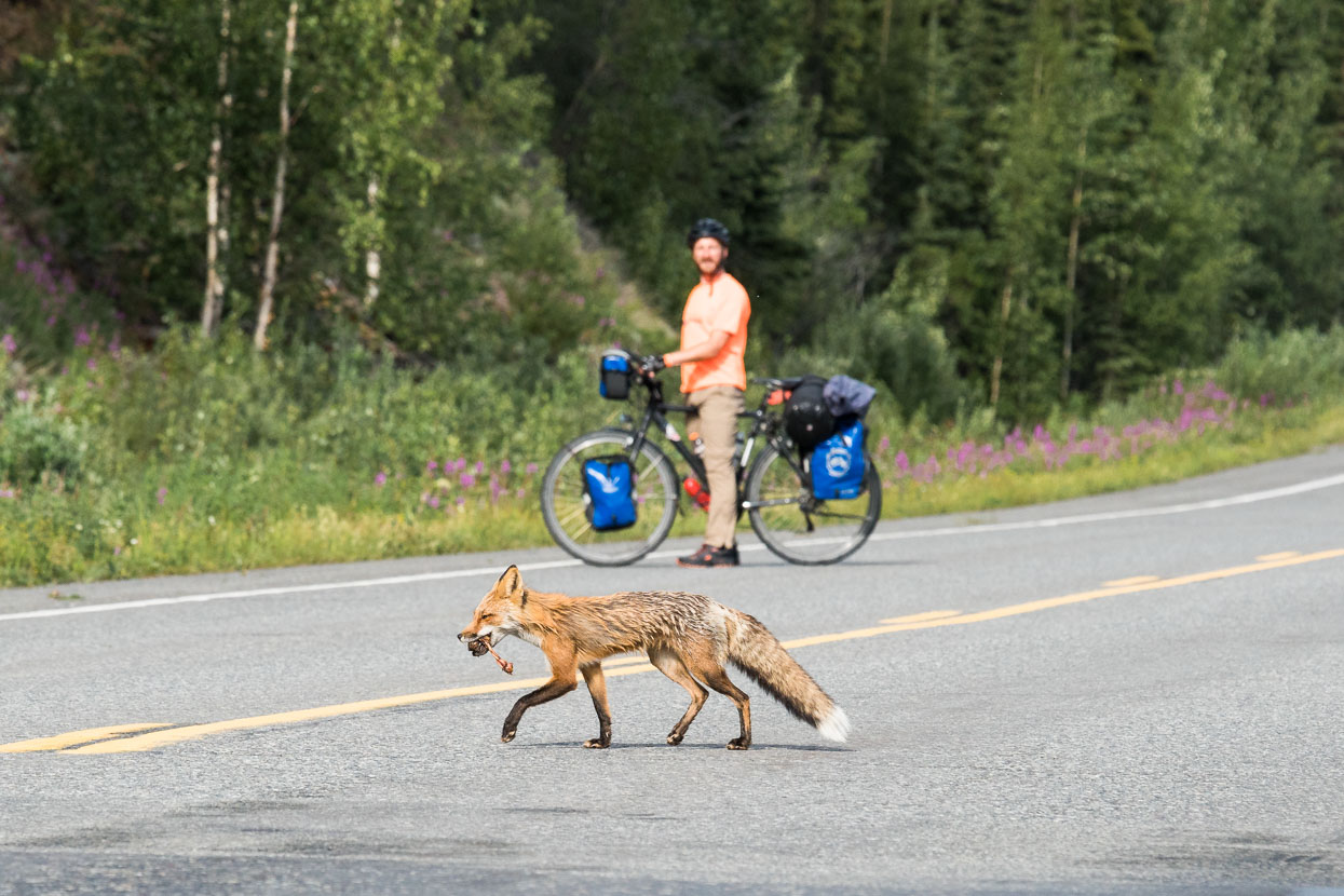 We had several moose encounters along the highway; usually young moose stumbling onto the road, seeing us and then making tracks back into the forest. The best encounter was this bold fox with a scrap of bone and flesh.