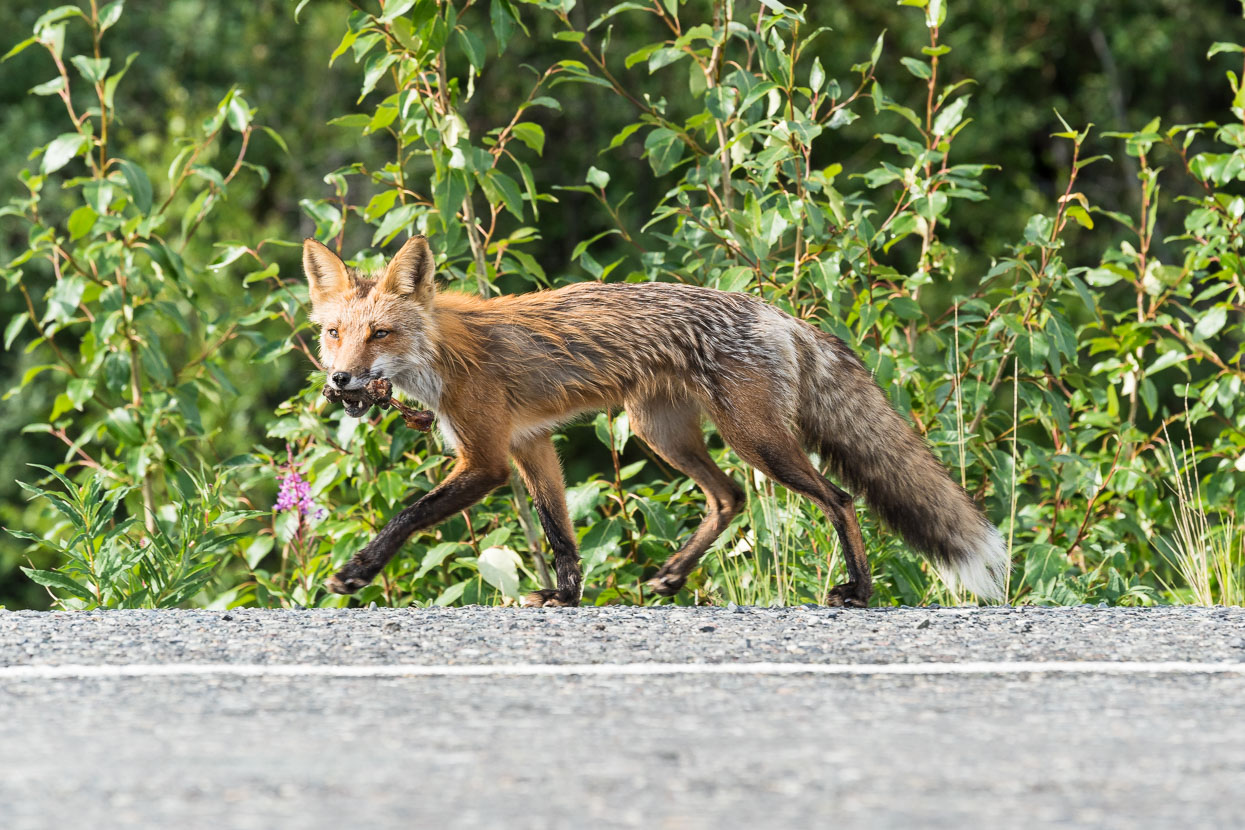 Quite unpeturbed by our presence; it emerged from the trees and trotted down the road towards and past us with a firm grip on its lunch.